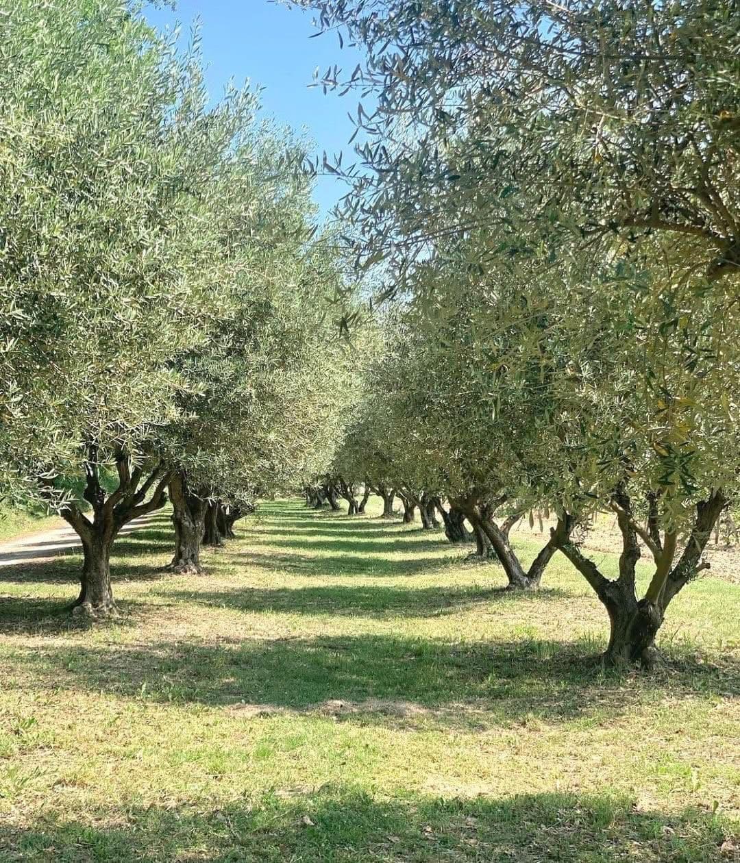 Allée d'oliviers — plaine de Sig