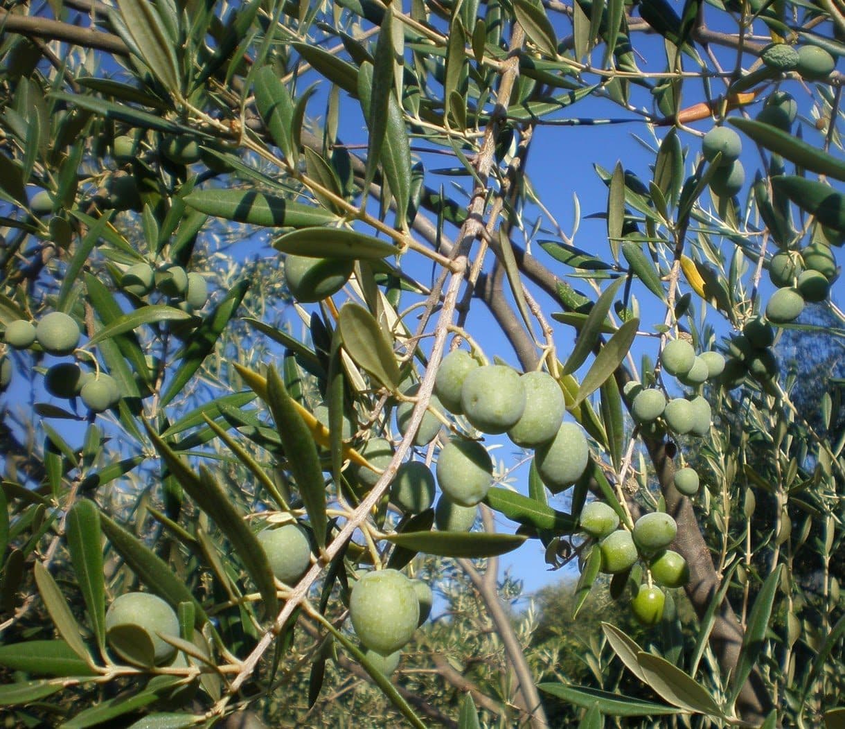 Accords mets & huile d'olive Sigoise